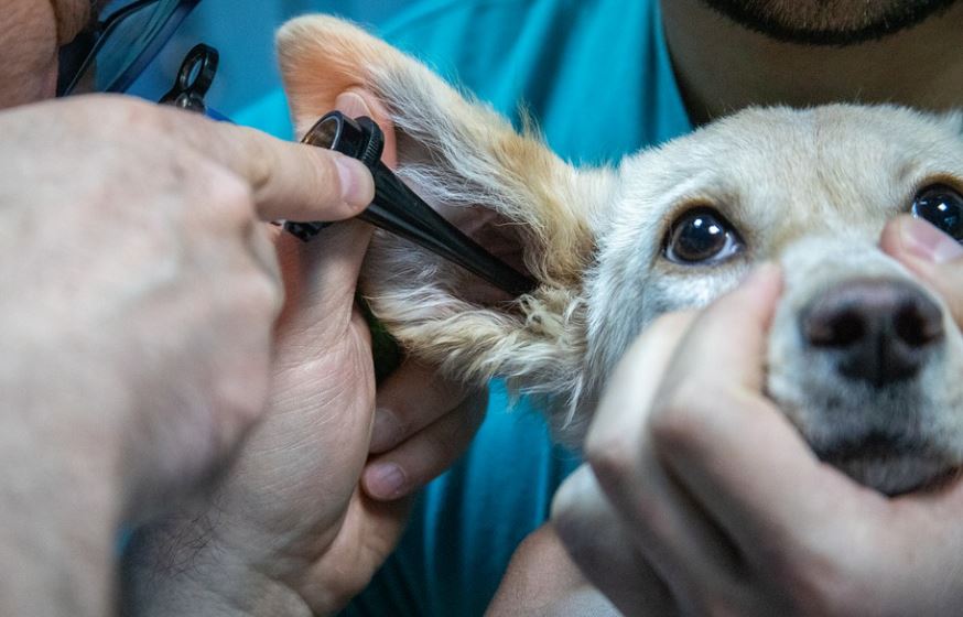 Examine them with the veterinarian dogs care at home, dog care, taking care of your dogs, tips for taking care of your dog, how to keep your dog healthy and happy, how to take care of a dog