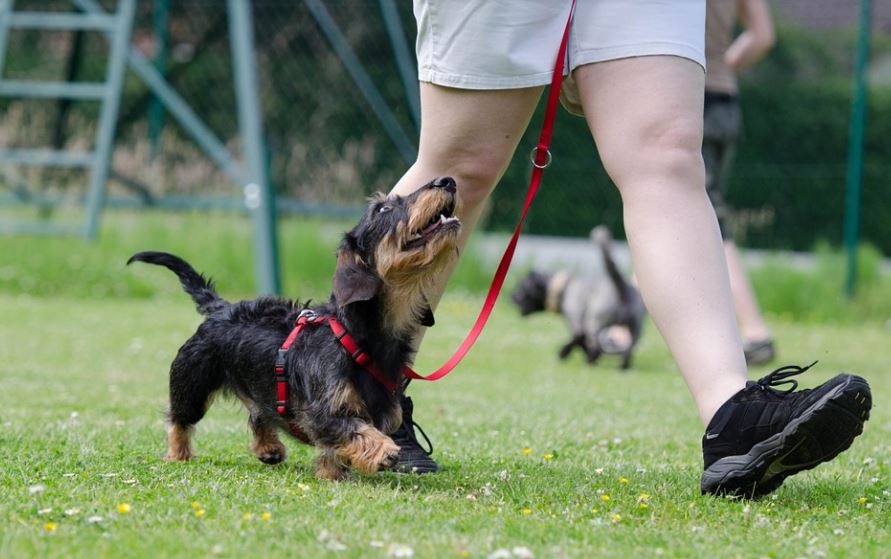 Train your dog to obey your commands dogs care at home, dog care, taking care of your dogs, tips for taking care of your dog, how to keep your dog healthy and happy, how to take care of a dog