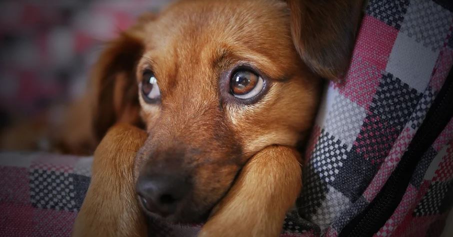 Avoid being too emotional before leaving calming music for dogs, dogs anxiety symptoms, separation anxiety dogs symptoms, dogs anxiety
