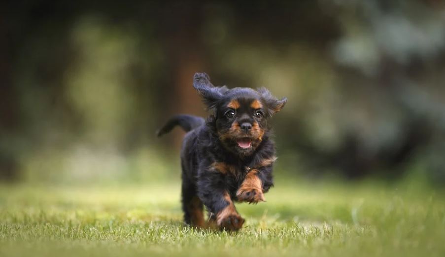 Give your dog some personal space calming music for dogs, dogs anxiety symptoms, separation anxiety dogs symptoms, dogs anxiety