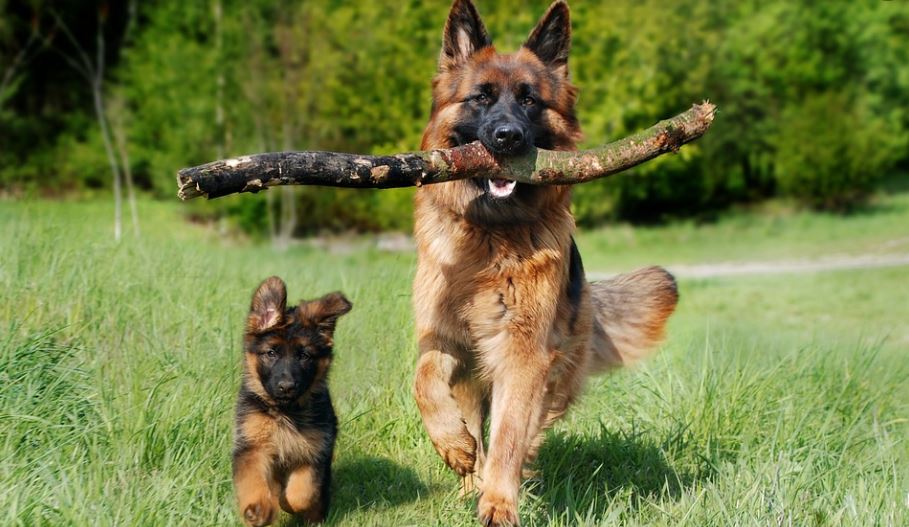 Train your pet dog to be alone calming music for dogs, dogs anxiety symptoms, separation anxiety dogs symptoms, dogs anxiety