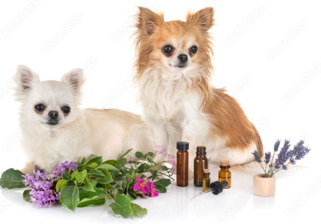 dog hair loss home remedies, home remedies for dog itching and losing hair, dog hair fall medicines, dog hair loss treatment home remedies