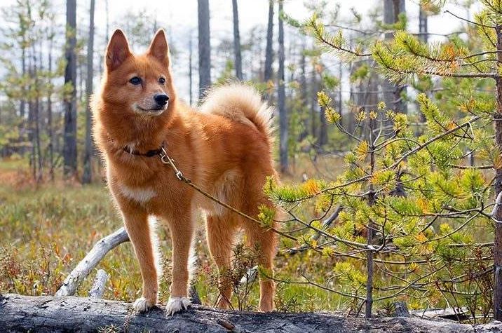 Go Hiking with Your Dog, hiking trip enjoyable and fun-filled with your best pet partner, tips to make hiking trip comfortable for your hound