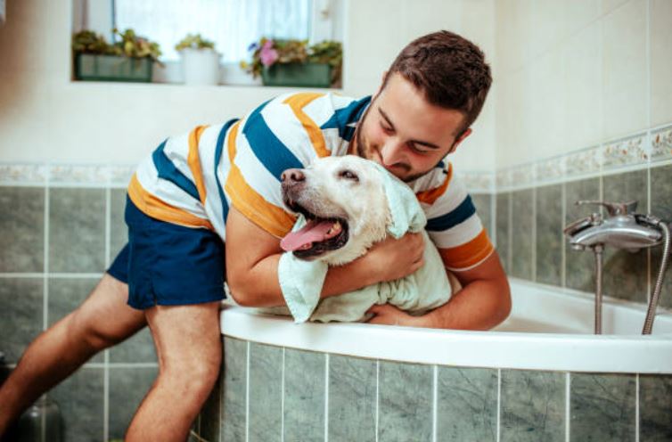  effective tips to get rid of pet odor, removing stinky pet odor from the rooms, major reason for the pet odor