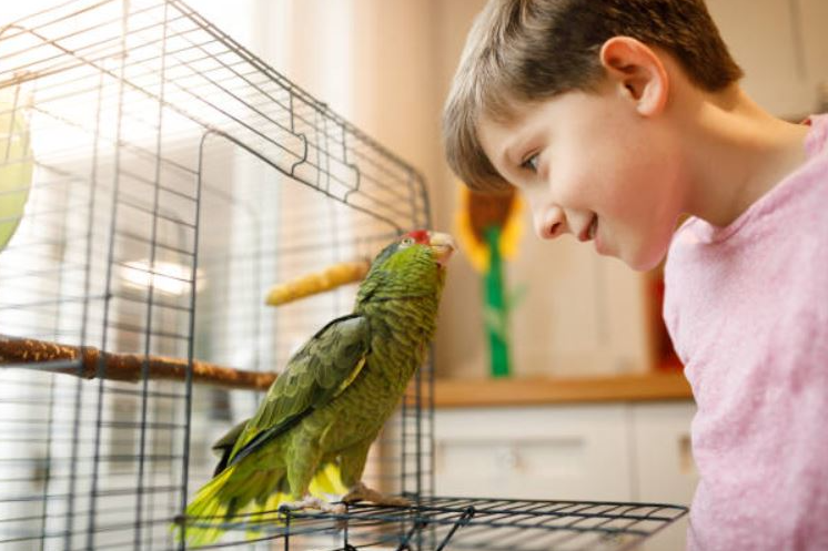  Adopting a Pet Bird, adopting a bird as a pet,, tips that will be helpful to adopt a pet bird, adopting a bird