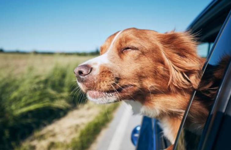 dog anxiety, dog stress, traveling with dogs, dog car ride, dog health, dog's car anxiety, how to help my dog with car anxiety
