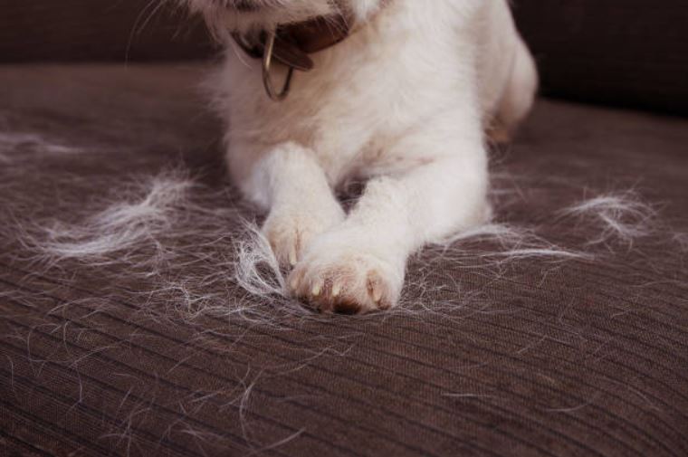 Use Anti-Static Spray Cleaning Tips to Keeping Your Home free from Pet Hair,Tips to clean pet’s hair,Best tips to clean pet's hair,tips to clean a pet’s hair,pocket-friendly method to clean pets' hair