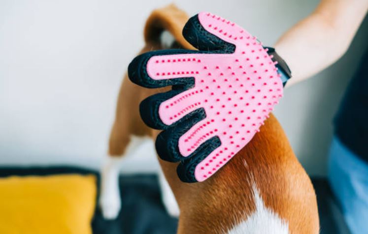 Use Dampened Rubber gloves/ dampen the surface before using a vacuum Best Cleaning Tips for Keeping Your Home Pet Hair-Free,Tips to Keep Your Home Pet Hair-Free,Cleaning Tips to Keeping Your Home free from Pet Hair