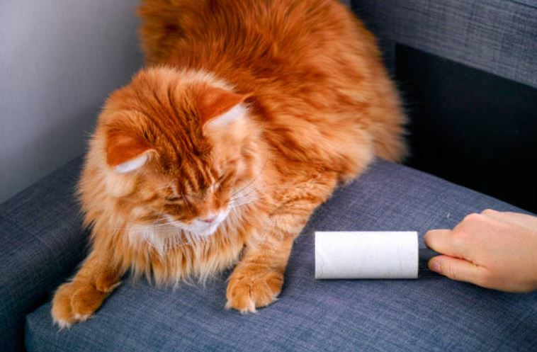 Use Pet Fur Removing accessories like Lint Rollers for instant result Best Cleaning Tips for Keeping Your Home Pet Hair-Free,Tips to Keep Your Home Pet Hair-Free,Cleaning Tips to Keeping Your Home free from Pet Hair