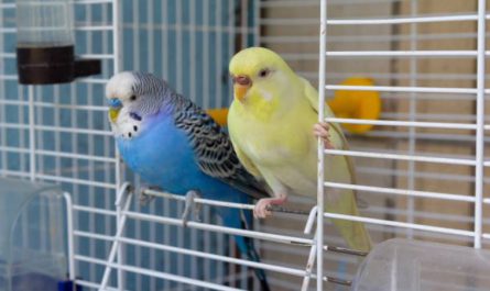 Tips to Consider Before Adopting a Pet Bird, adopting a bird as a pet, bird adoption cost is very low, Adopting a bird