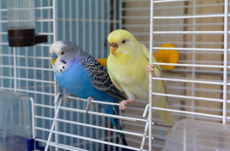What You Need to Know Before Adopting a Bird-Pets Devotee