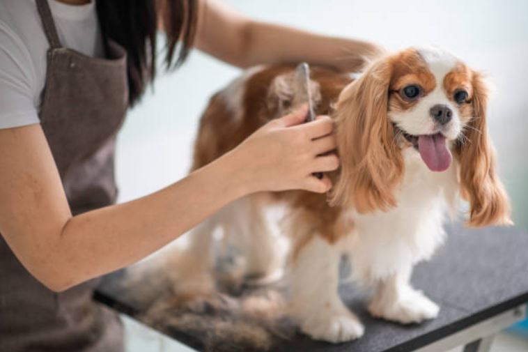 Best Cleaning Tips for Keeping Your Home Pet Hair-Free