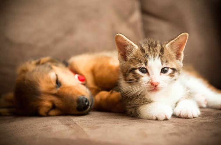 Tips to keep the house organized and clean with multiple pets