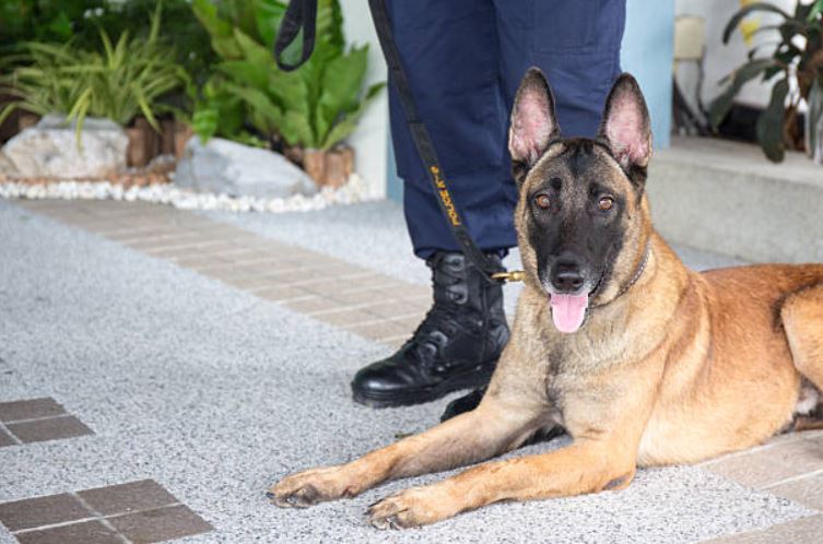 A Good Housekeeper exceptions of owning a German Shepherd, German Shepherd makes it a perfect family pet,owning a young German Shepherd,German Shepherd as the best family dog,German Shepherds are the best family dogs