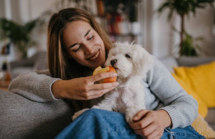 Apple Healthiest dog foods,foods that dogs should not eat,best fruits and vegetables for dogs