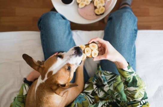 Bananas Healthiest dog foods,foods that dogs should not eat,best fruits and vegetables for dogs
