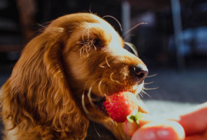 Berries Healthiest dog foods,foods that dogs should not eat,best fruits and vegetables for dogs