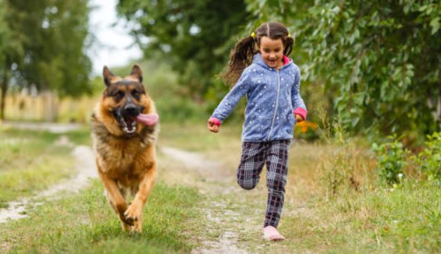 Best companions for kids best 10 reasons why we should own a German Shepherd, German Shepherd a Good Family Dog, own a German Shepherd, German Shepherd a great choice for a family pet, exceptions of owning a German Shepherd, German Shepherd makes it a perfect family pet,owning a young German Shepherd,German Shepherd as the best family dog,German Shepherds are the best family dogs