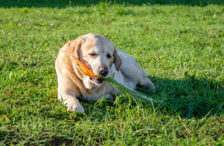 Carrots Healthiest dog foods,foods that dogs should not eat,best fruits and vegetables for dogs