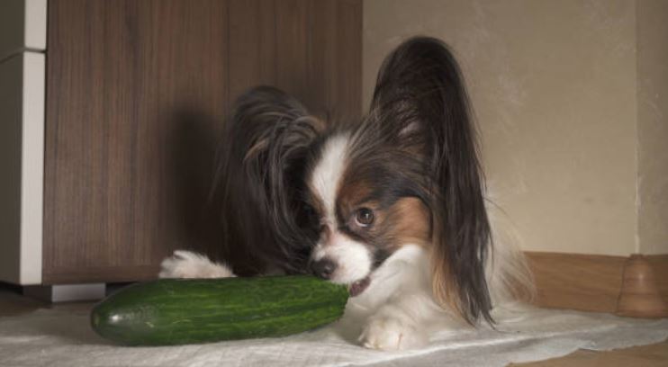 Cucumber Healthiest dog foods,foods that dogs should not eat,best fruits and vegetables for dogs