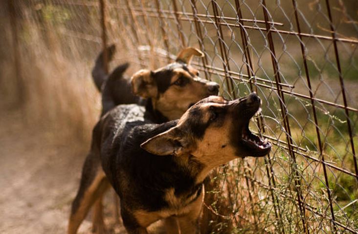 signs of stress in dogs,signs of anxiety in pets,signs of stress in pets,what causes stress for dogs, Reason for stress in animals,Cure stress in dogs and cats