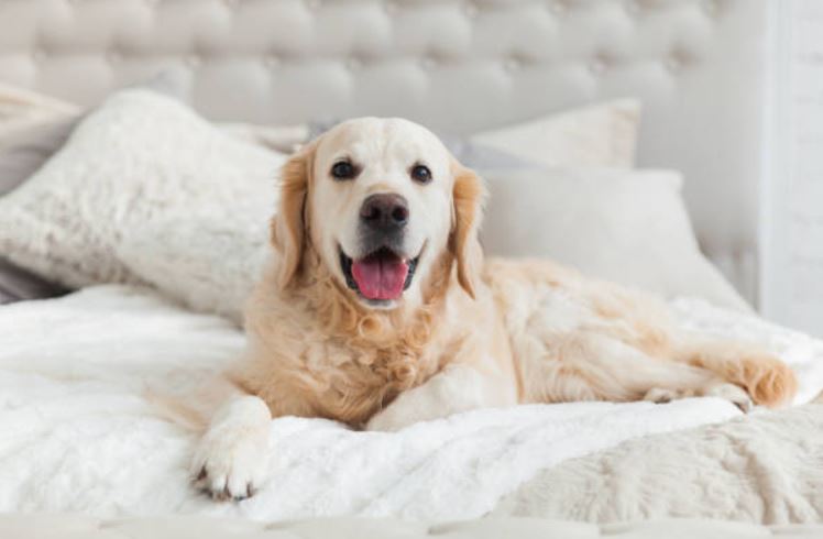 comfortable staying alone at home,prepare your dog to stay at home,leaving your dog alone,leave them alone at home,train your dog to stay alone at home