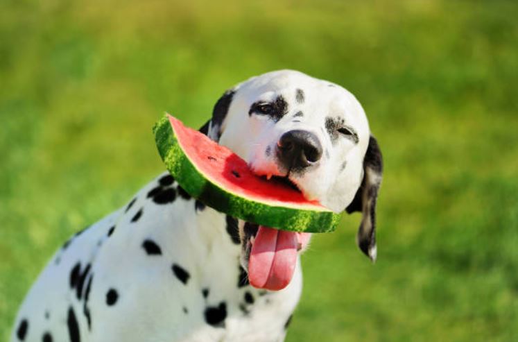 Melon (Cantaloupe) Healthiest dog foods,foods that dogs should not eat,best fruits and vegetables for dogs