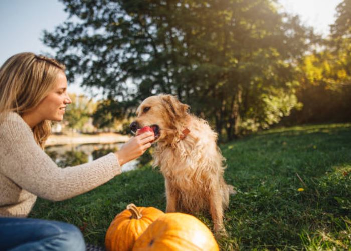 Pumpkin Healthiest dog foods,foods that dogs should not eat,best fruits and vegetables for dogs