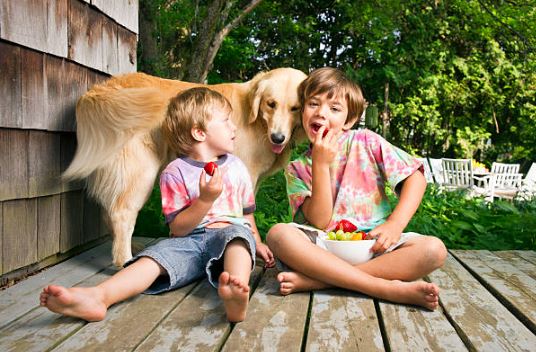 Strawberries foods that dogs should not eat,best fruits and vegetables for dogs