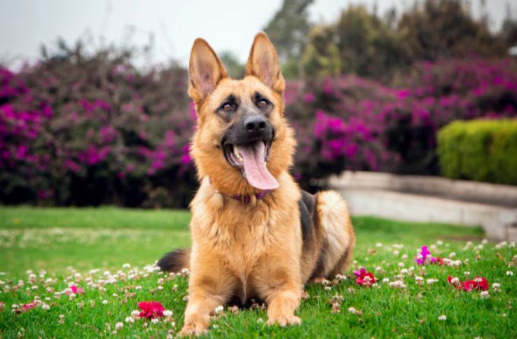 The German Shepherd loves to click pictures best 10 reasons why we should own a German Shepherd, German Shepherd a Good Family Dog, own a German Shepherd, German Shepherd a great choice for a family pet, exceptions of owning a German Shepherd, German Shepherd makes it a perfect family pet,owning a young German Shepherd,German Shepherd as the best family dog,German Shepherds are the best family dogs