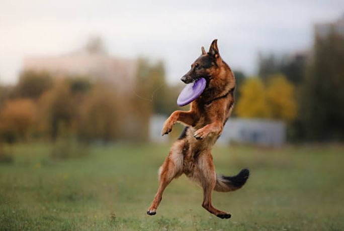 own a German Shepherd, German Shepherd a great choice for a family pet, exceptions of owning a German Shepherd, German Shepherd makes it a perfect family pet,owning a young German Shepherd,German Shepherd as the best family dog,German Shepherds are the best family dogs