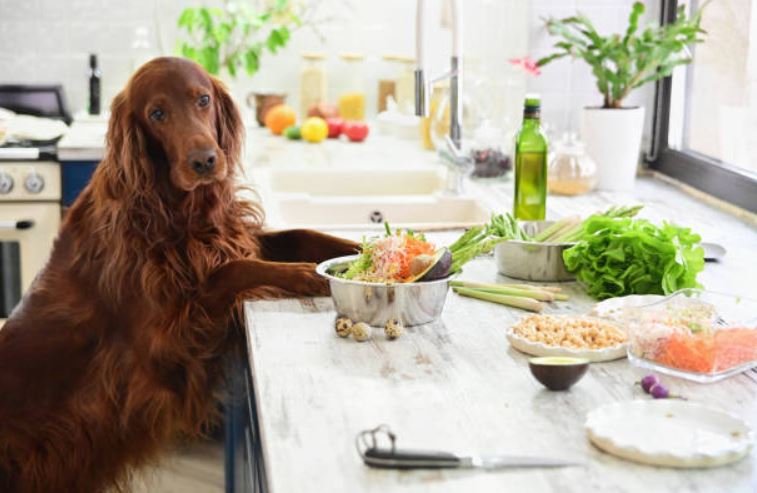 15 Fruits and Veggies that Double as Healthy Dog Treats