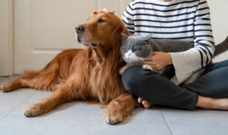 common signs of stress in dogs and cats, signs of stress in dogs,signs of anxiety in pets,signs of stress in pets,what causes stress for dogs, Reason for stress in animals,Cure stress in dogs and cats