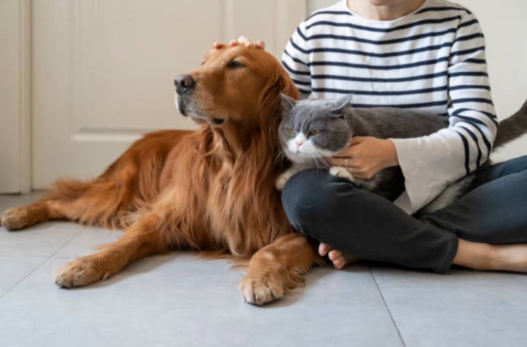 Common Signs of Stress in Dogs and Cats- Pets devotee