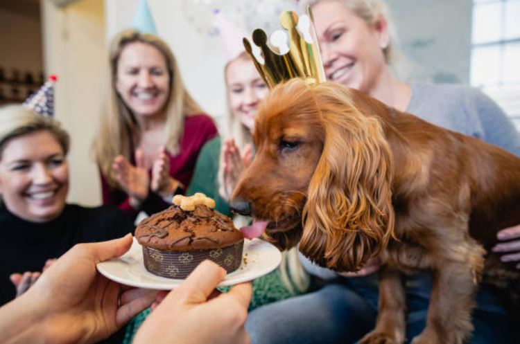 celebrate your dog's birthday at home,best way to celebrate dog's birthday,fun ways to celebrate your dog's birthday places to celebrate your dog's birthday,amazing ideas to celebrate dogs’ birthday,celebrate dog’s birthday 