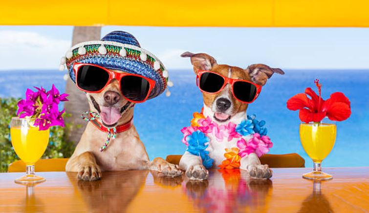 Buy them a cute party outfit easy ways to make your dog’s birthday memorable, best way to celebrate your dog's birthday,celebrate your dog's birthday at home,best way to celebrate dog's birthday,fun ways to celebrate your dog's birthday