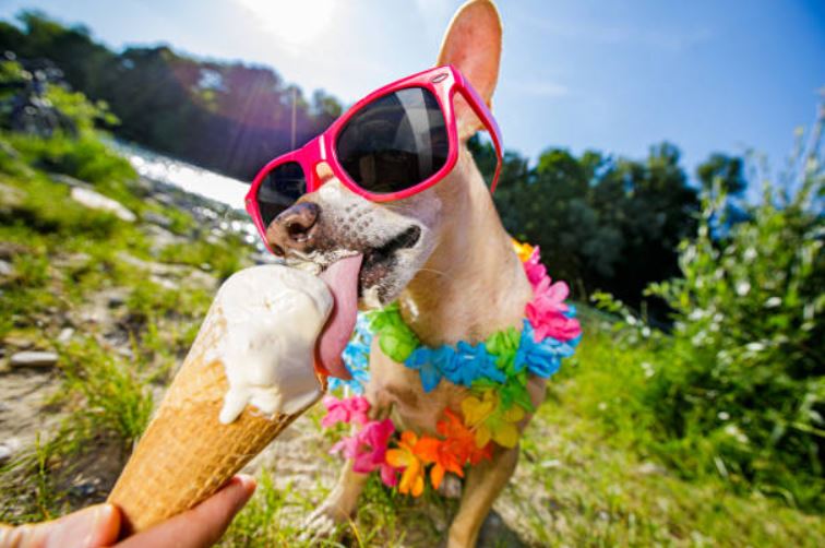 Buy them doggy ice cream places to celebrate your dog's birthday,amazing ideas to celebrate dogs’ birthday,celebrate dog’s birthday