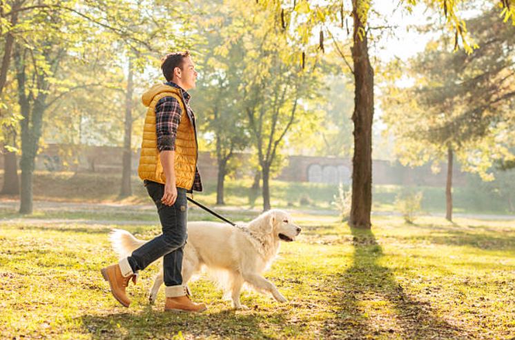 Go for a trip to the park ,easy ways to make your dog’s birthday memorable, best way to celebrate your dog's birthday,celebrate your dog's birthday at home,best way to celebrate dog's birthday,fun ways to celebrate your dog's birthday