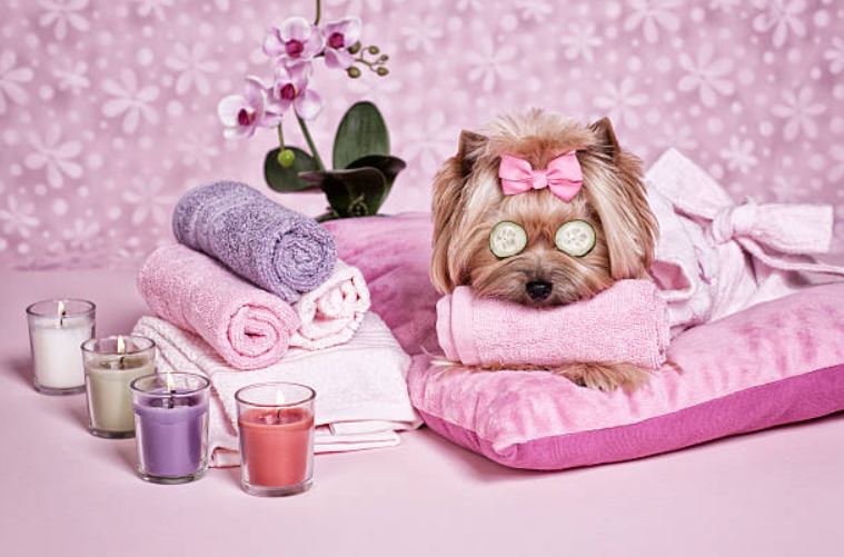 Pampering is the best way to boost their mood easy ways to make your dog’s birthday memorable, best way to celebrate your dog's birthday,celebrate your dog's birthday at home,best way to celebrate dog's birthday,fun ways to celebrate your dog's birthday