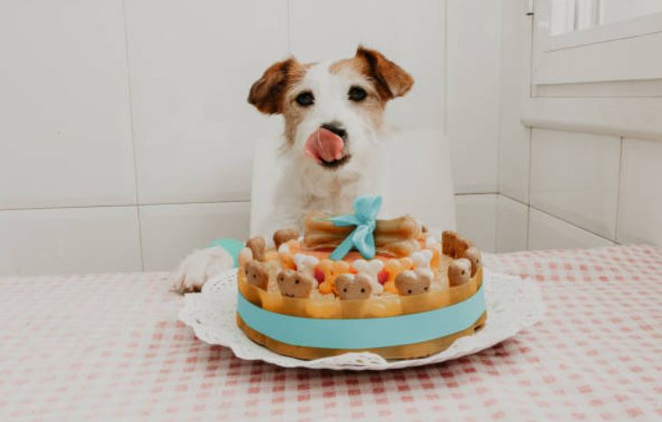 fun ways to celebrate dogs’ birthday,easy ways to make your dog’s birthday memorable, best way to celebrate your dog's birthday,celebrate your dog's birthday at home
