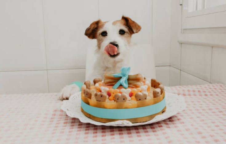 Pet-themed party favors fun ways to celebrate dogs’ birthday,easy ways to make your dog’s birthday memorable, best way to celebrate your dog's birthday,celebrate your dog's birthday at home