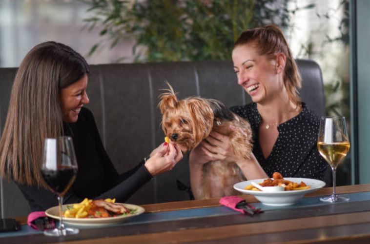 Visit a dog-friendly restaurant fun ways to celebrate dogs’ birthday,easy ways to make your dog’s birthday memorable, best way to celebrate your dog's birthday,celebrate your dog's birthday at home,best way to celebrate dog's birthday