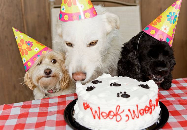 Fun Ways to Celebrate Your Dog’s Birthday-Pets devotee