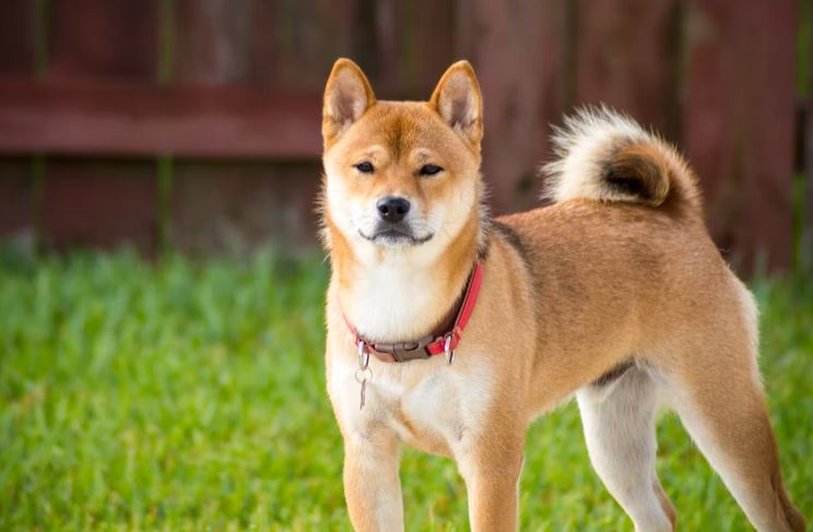 Akita dog breed quiz, dog breed selector tools, dog breed selector, which puppy should i get, poodle, doberman, rottweiler, cane corso, what dog breed should I buy
