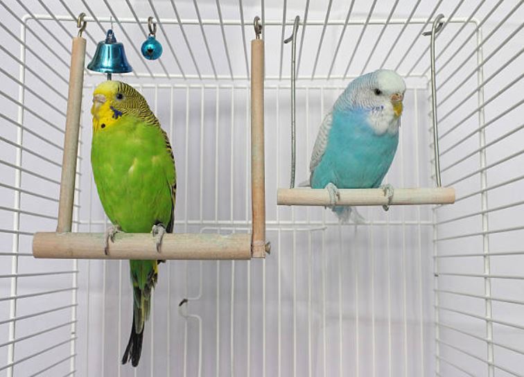 Always go for a rectangular cage how to take care of love birds, how to take care of a budgie,pet bird care,budgie care,how to take care of a bird, looking after budgies,bird sitters,bird care