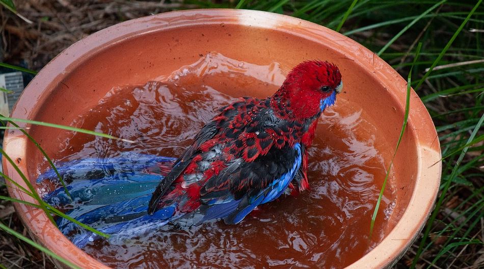 Bath time Caring for Your Pet Bird,how to take care of love birds, how to take care of a budgie,pet bird care,budgie care,how to take care of a bird, looking after budgies,bird sitters,bird care