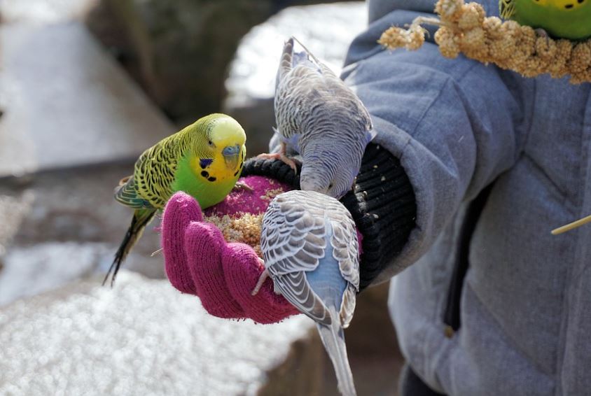 How to take care of a pet bird,Caring for Your Pet Bird,how to take care of love birds, how to take care of a budgie