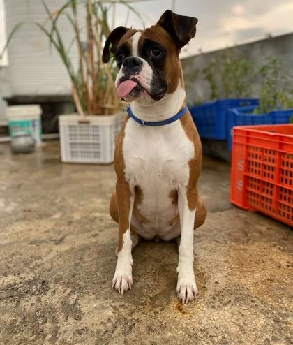Boxer dog breeds, dog breed quiz, dog breed selector tools, dog breed selector, which puppy should i get, poodle, doberman, rottweiler, cane corso, what dog breed should I buy