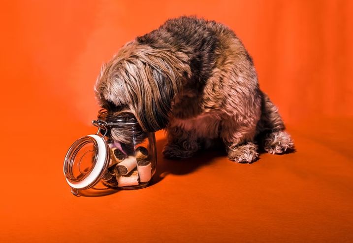 Buy eco-friendly products ways to be an eco-friendly pet parent, easy ways to be an eco-friendly pet parent, eco friendly dog food, sustainable dog food, dog magazine, dog tips, dog advice