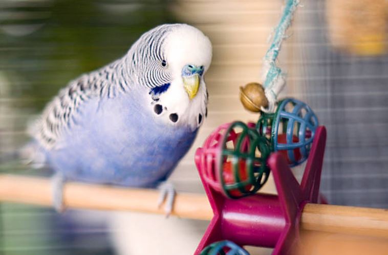 Buy them toys and perches pet bird care,budgie care,how to take care of a bird, looking after budgies,bird sitters,bird care